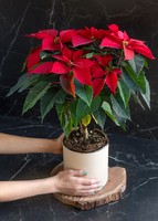 Imagen preview para Nochebuena roja en maceta beige - 1