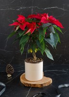 Imagen preview para Nochebuena roja en maceta beige - 2