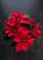 Imagen preview para Nochebuena roja en maceta beige - 3