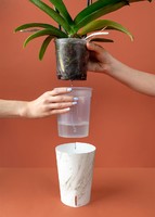 Imagen preview para Orquídea Blanca de Autorriego - 3