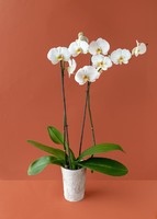 Imagen preview para Orquídea Blanca de Autorriego - 1