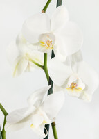 Imagen preview para Orquídea Blanca con Base Blanca - 3