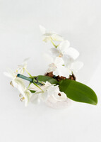 Imagen preview para Orquídea Blanca con Base Blanca - 4