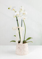 Imagen preview para Orquídea Blanca en Maceta de Cerámica y Globo "Happy Birthday - 2