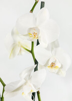 Imagen preview para Orquídea Blanca en Maceta de Cerámica y Globo "Happy Birthday - 4