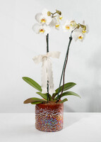 Imagen preview para Orquídea Blanca en Maceta de Cristal - 1