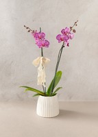 Imagen preview para Orquídea Jaspeada en Maceta Cerámica - 1