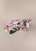 Imagen preview para Orquídea Jaspeada en Maceta Cerámica - 3