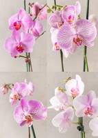 Imagen preview para Orquídea Jaspeada en Maceta Cerámica - 5