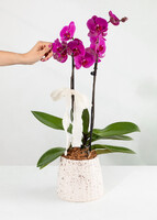 Imagen preview para Orquídea Morada con Base Blanca - 2