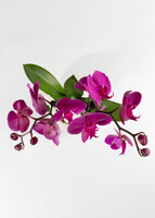 Imagen preview para Orquídea Morada con Base Blanca - 3