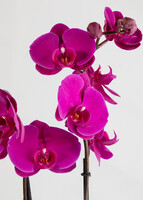 Imagen preview para Orquídea Morada con Base Blanca - 4