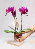 Imagen preview para Orquídea Morada en Maceta de Cristal - 2