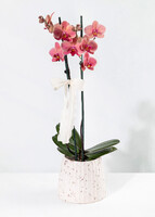 Imagen preview para Orquídea Salmón en Base Blanca - 1