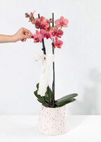 Imagen preview para Orquídea Salmón en Base Blanca - 2