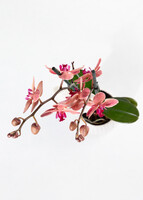 Imagen preview para Orquídea Salmón en Base Blanca - 3