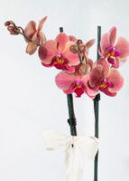 Imagen preview para Orquídea Salmón en Base Blanca - 4