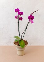 Imagen preview para Orquídea Morada en Base Cerámica - 1