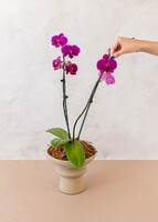 Imagen preview para Orquídea Morada en Base Cerámica - 2