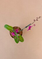 Imagen preview para Orquídea Morada en Base Cerámica - 3