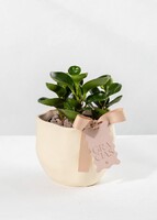 Planta del Éxito con Distintivo ''Gracias''