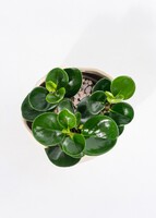 Imagen preview para Planta del Éxito con Distintivo ''Gracias'' - 4