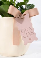 Imagen preview para Planta del Éxito con Distintivo ''Gracias'' - 3