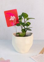 Imagen preview para Planta del Éxito con Distintivo 'El Arte de Amarte' - 1