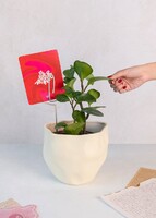 Imagen preview para Planta del Éxito con Distintivo 'El Arte de Amarte' - 2