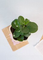 Imagen preview para Planta del Éxito con Distintivo 'El Arte de Amarte' - 4