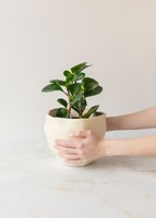 Imagen preview para Planta del Éxito en Maceta Cerámica - 2