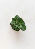 Imagen preview para Planta del Éxito en Maceta Cerámica - 3