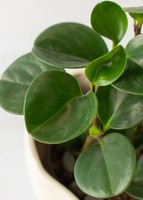 Imagen preview para Planta del Éxito en Maceta Cerámica - 4