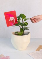 Imagen preview para Personaliza Marco Negro con Planta Peperomia - 3
