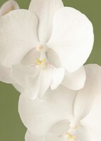 Imagen preview para Personaliza Marco Negro y Orquídea Blanca - 4