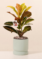 Imagen preview para Personaliza Planta de la Buena Energía con Polaroid - 1