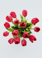 Imagen preview para Personaliza con Mini Foto 15 Tulipanes Rojos - 3