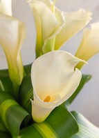 Imagen preview para Personaliza con Mini Foto Alcatraces - 5