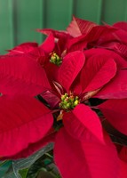 Imagen preview para Personaliza con Mini Foto Nochebuena - 4