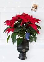 Imagen preview para Personaliza con Mini Foto Nochebuena - 1