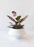 Personaliza con Mini Foto Planta de la Buena Energía
