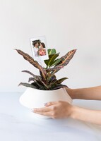 Imagen preview para Personaliza con Mini Foto Planta de la Buena Energía - 2