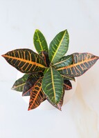 Imagen preview para Personaliza con Mini Foto Planta de la Buena Energía - 3