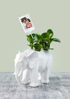 Personaliza con Mini Foto Planta del Éxito en Elefante