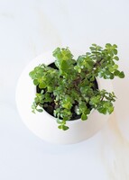 Imagen preview para Personaliza con Mini Foto con Árbol de la Abundancia - 3