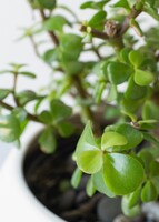 Imagen preview para Personaliza con Mini Foto con Árbol de la Abundancia - 5