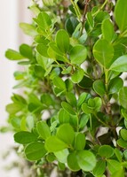 Imagen preview para Arbolito de los Buenos Deseos  - 4