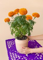 Imagen preview para Planta Cempasúchil en maceta beige - 1