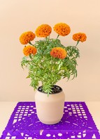 Imagen preview para Planta Cempasúchil en maceta beige - 2