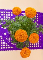 Imagen preview para Planta Cempasúchil en maceta beige - 3